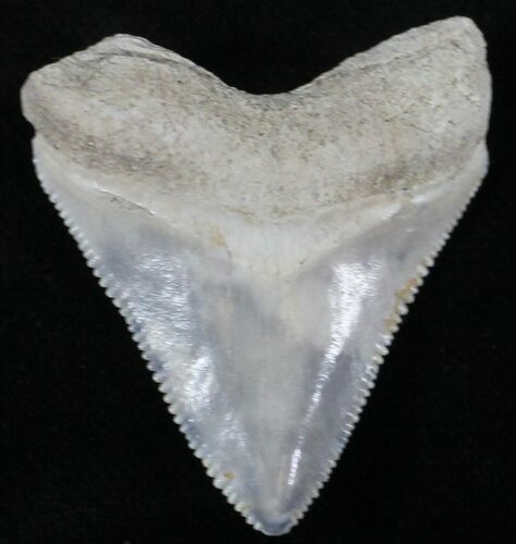 Beautiful Serrated Bone Valley Megalodon Tooth #25622